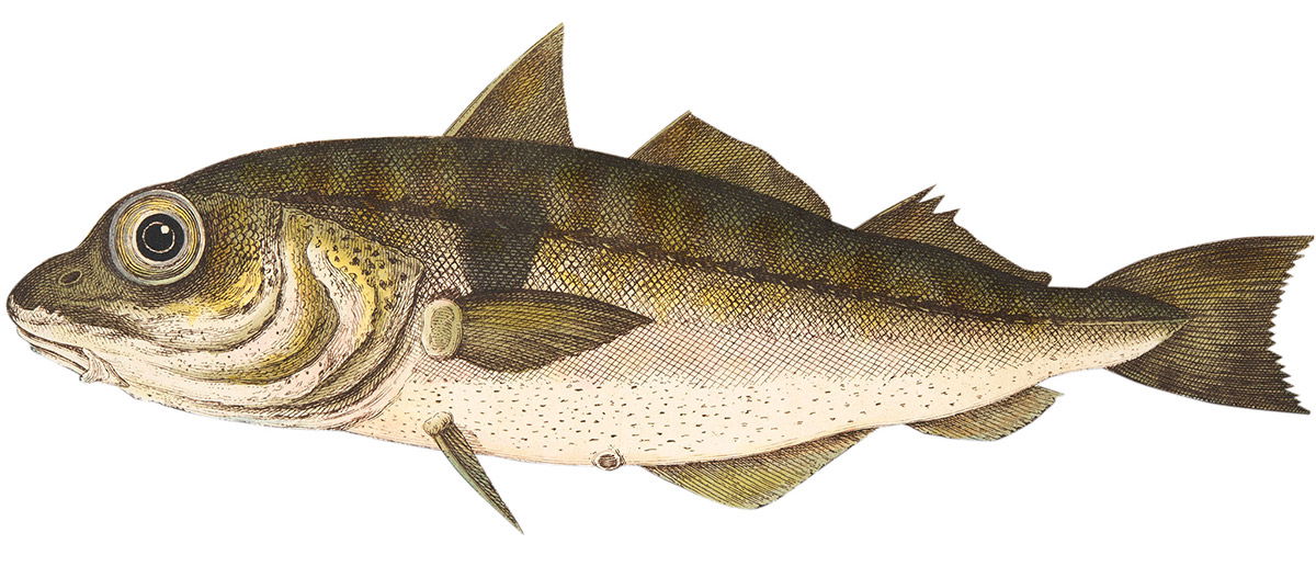 ‘The Haddock’, from A Treatise on Fish and Fish-ponds, published in 1832. © Getty.